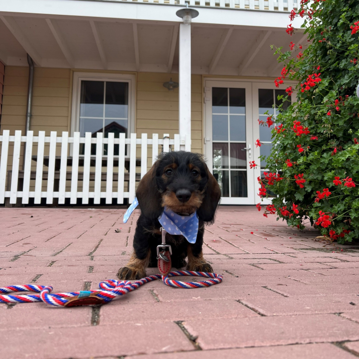 Familie Resort Molenwaard