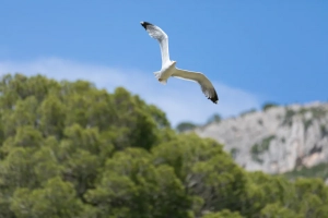 Castell Montgri