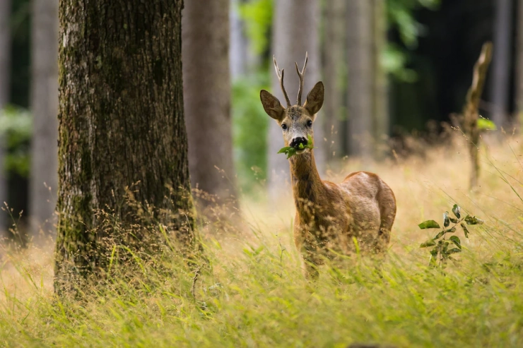Roompot Park de Peel