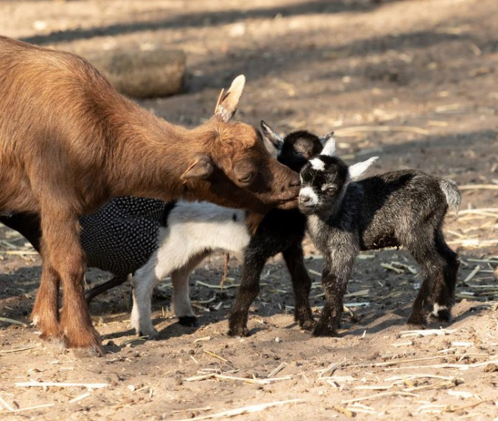 Sunparks Kempense Meren (Mol)