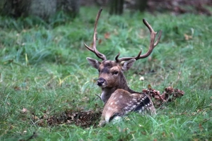 Roompot Bloemendaal aan Zee