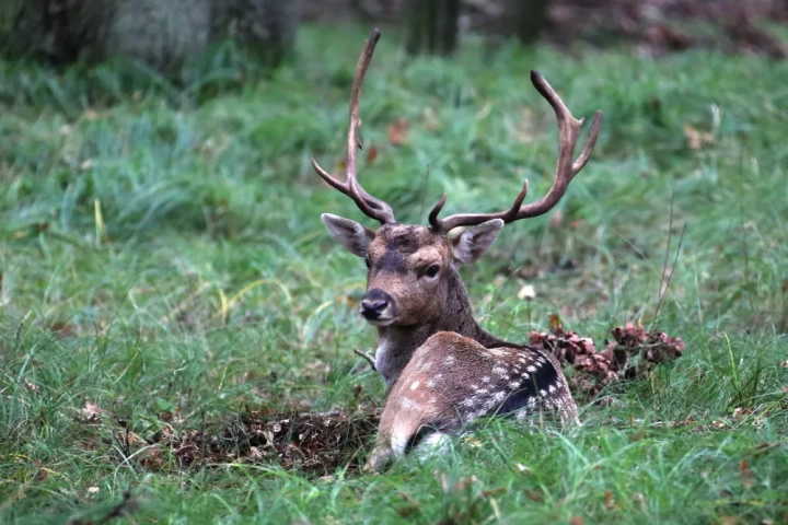 Roompot Bloemendaal aan Zee