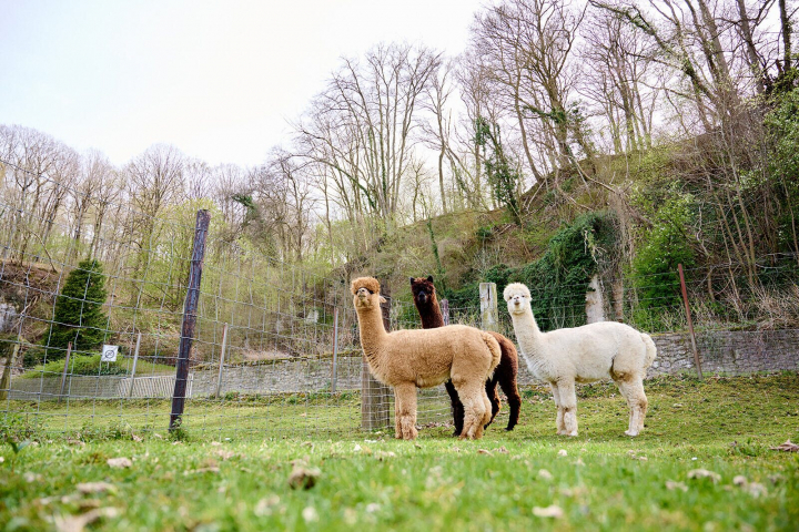 Camping ’t Geuldal