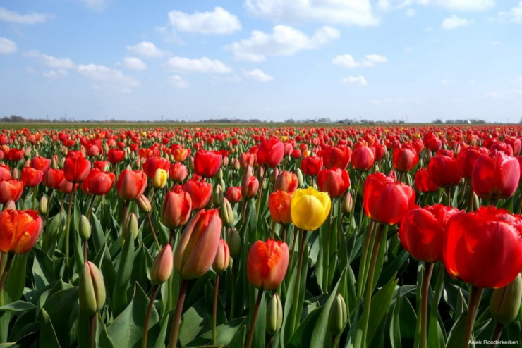 Camping Sint Maartenszee