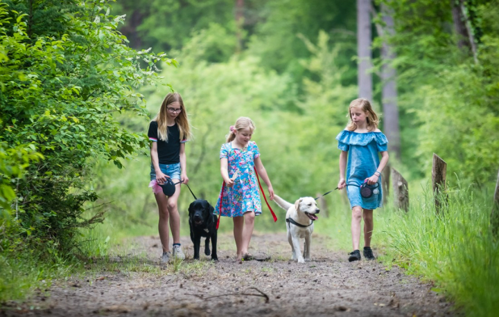 Camping Torentjeshoek