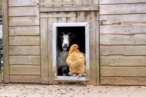 De Veluwse Hoevegaerde