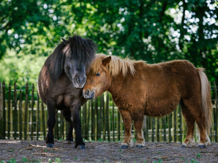 Vakantiepark Dierenbos