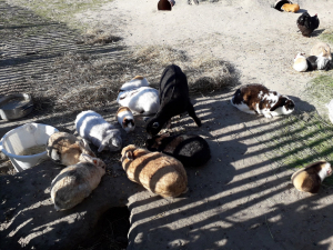 Camping International