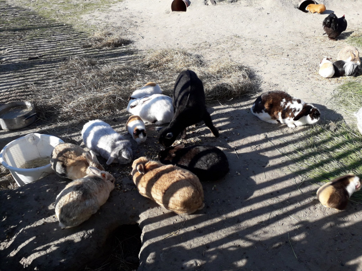 Camping International