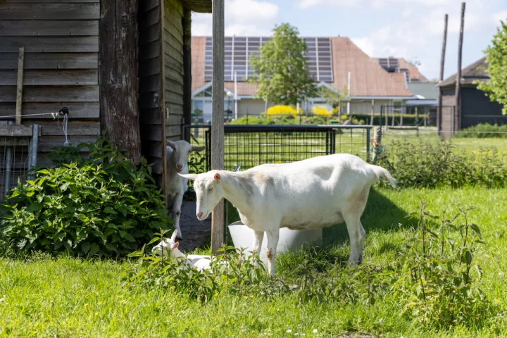 Camping & Vakantiepark It Wiid