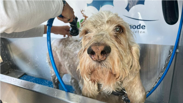 10x Vakantieparken Waar Je Met Je Hond Heen Wil