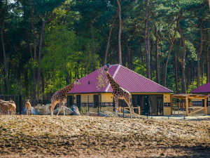 Safari Resort Beekse Bergen
