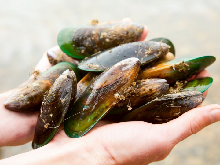 Strand Resort Nieuwvliet-Bad