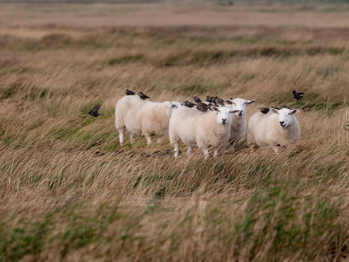 Landal Villapark Vogelmient