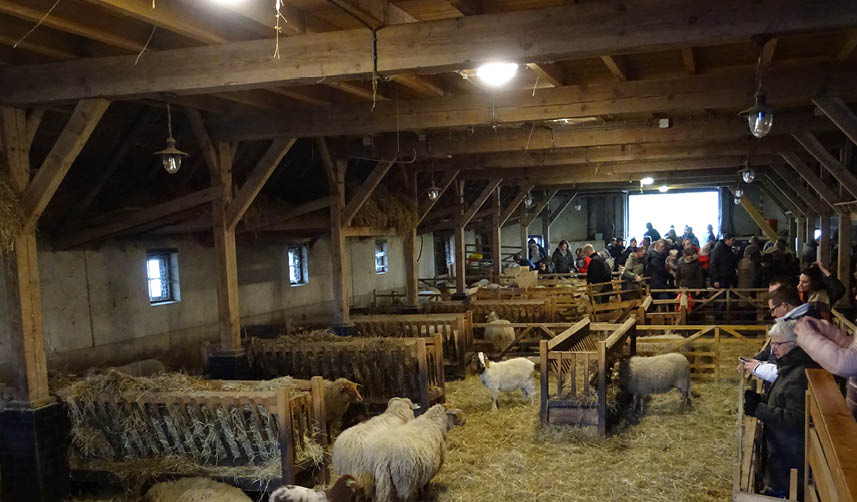 sallandse-heuvelrug-schapen-famillie-boerderij.jpg