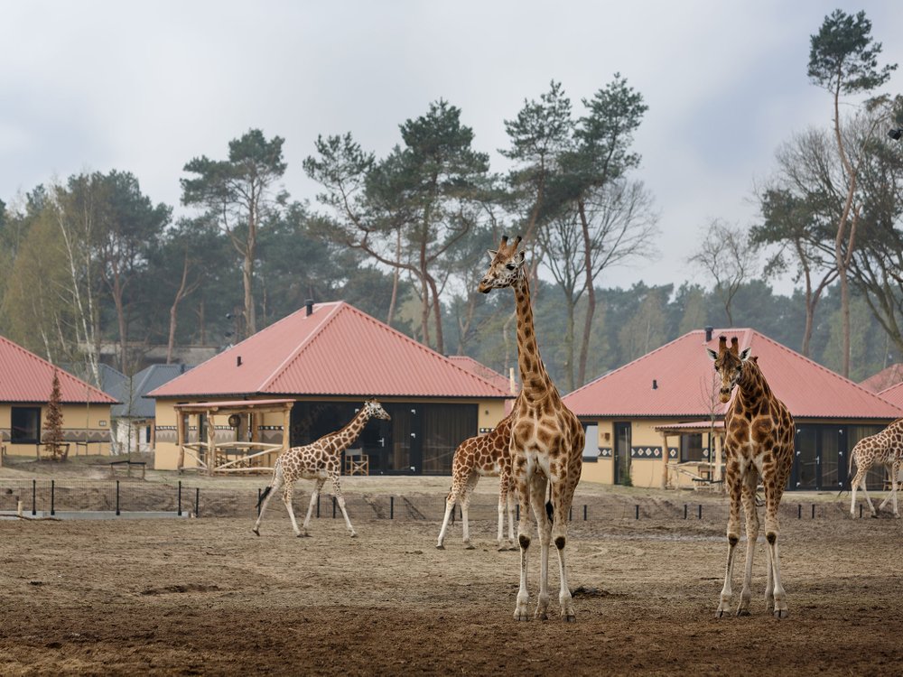 giraf-groep-savanne-lodge-safari-resort.jpg